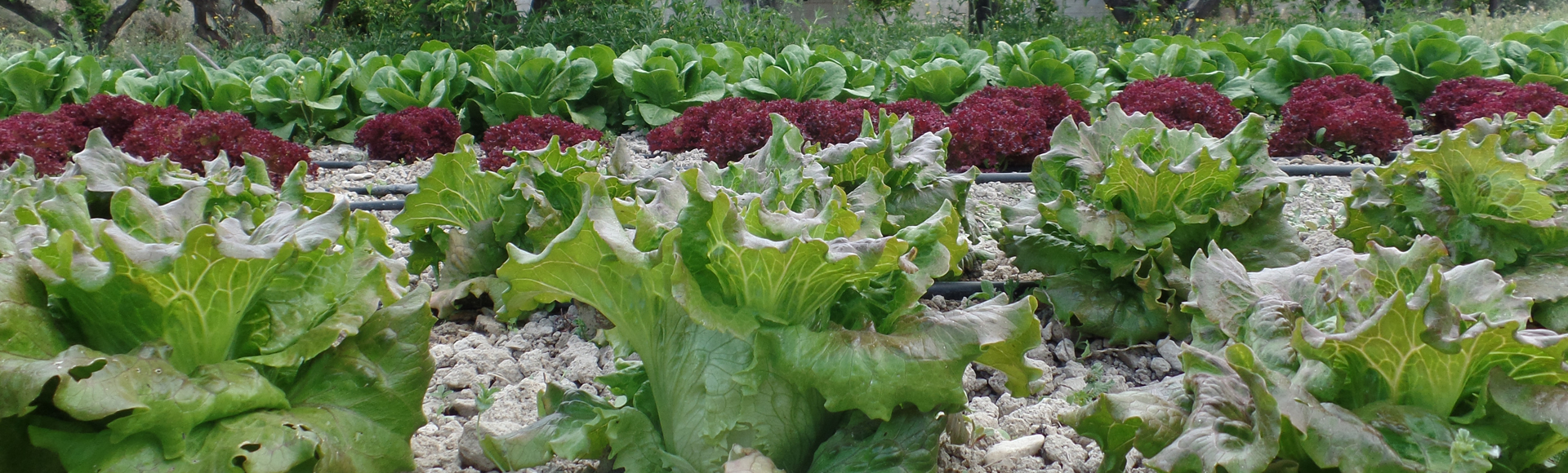 de la huerta a tu mesa